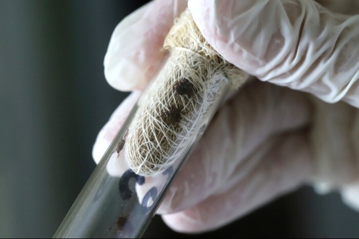 Укус кліща може мати серйозні наслідки