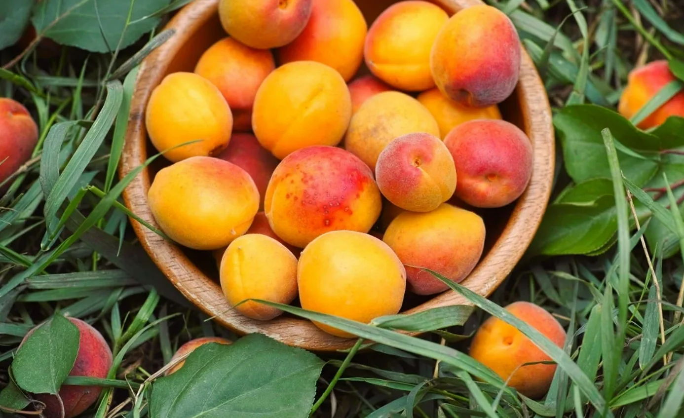 Абрикоси від закрипів